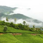 Discovering Ooty: The Queen of Hill Stations